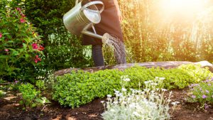 homem com avental e regador regando com água flores e plantas cuidando da organização do jardim