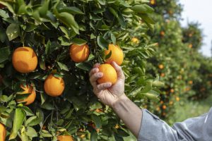 mão masculina apanhando laranjas de uma árvores