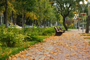 parque arborizado com diversas ávores e folhas caídas em cena típica de outono 2023