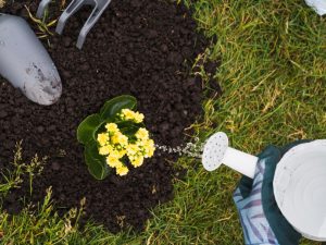 Cuidados com as plantas no outono