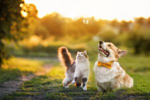 dia mundial dos animais - carinho e cuidado