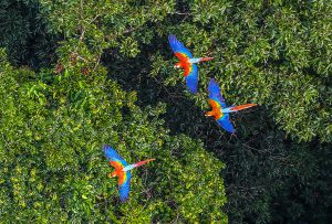 dia mundial dos animais - preservação dos habits naturais