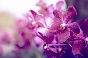 Orquideas violetas para a decoração de jardim