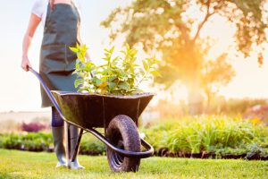 homem com avental levando um carrinho de mão carregando plantas fazendo a organização do jardim