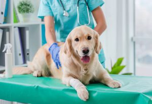 cachorro golden retriever relaxado no veterinário