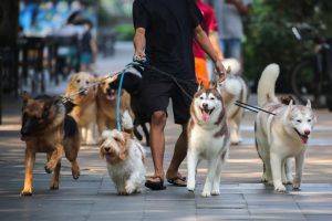 homem passeia com cachorros de raça