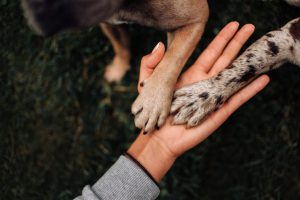 mãos humanas segurando patas de cachorros